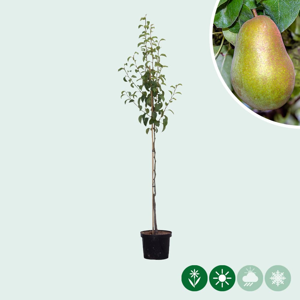 Pyrus communis Triomphe de Vienne