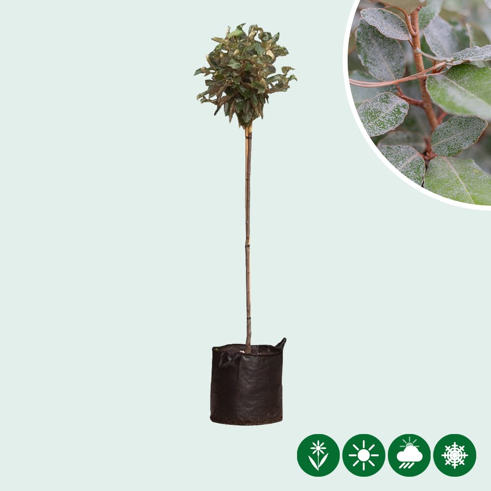 Ölweide kugelförmig