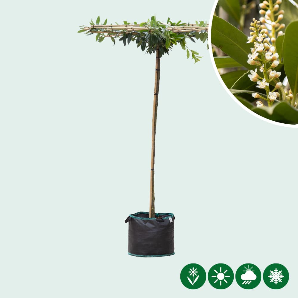 Kirschlorbeer quadratisches Dach