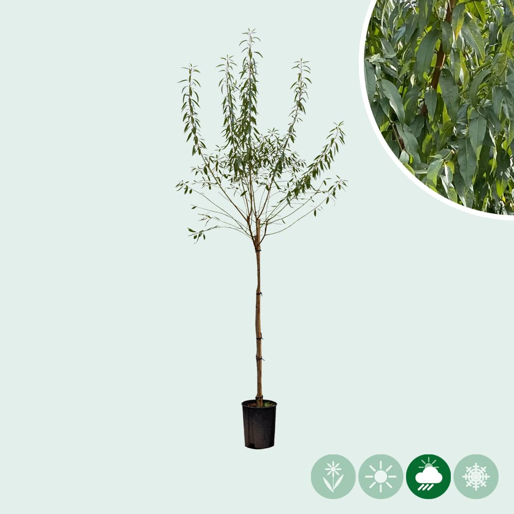 Veredelte Mandelbaum