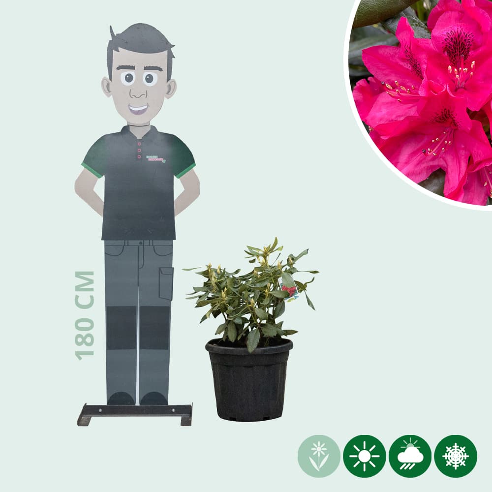 Rhododendron Nova Zembla