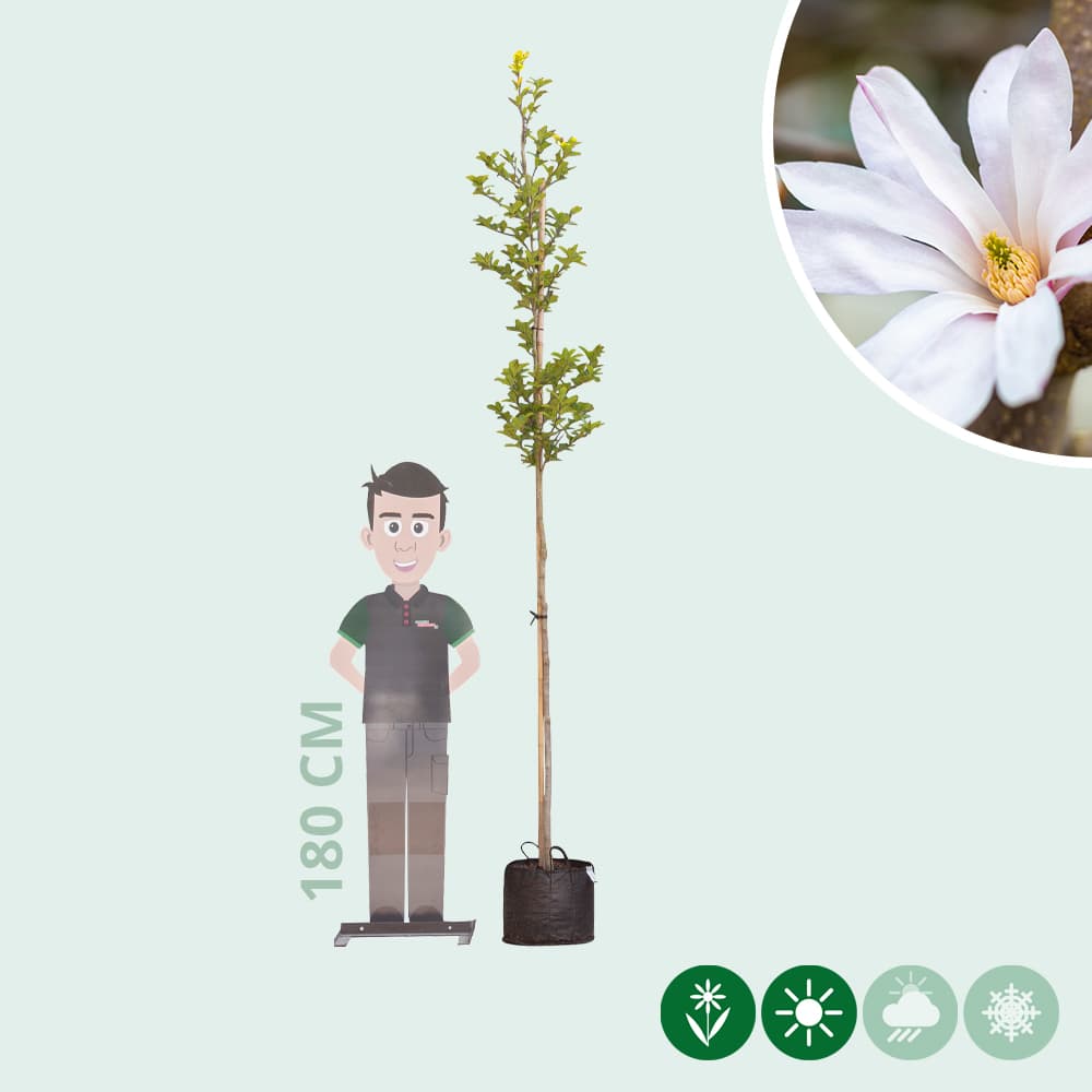 Magnolie 'Leonard Messel'