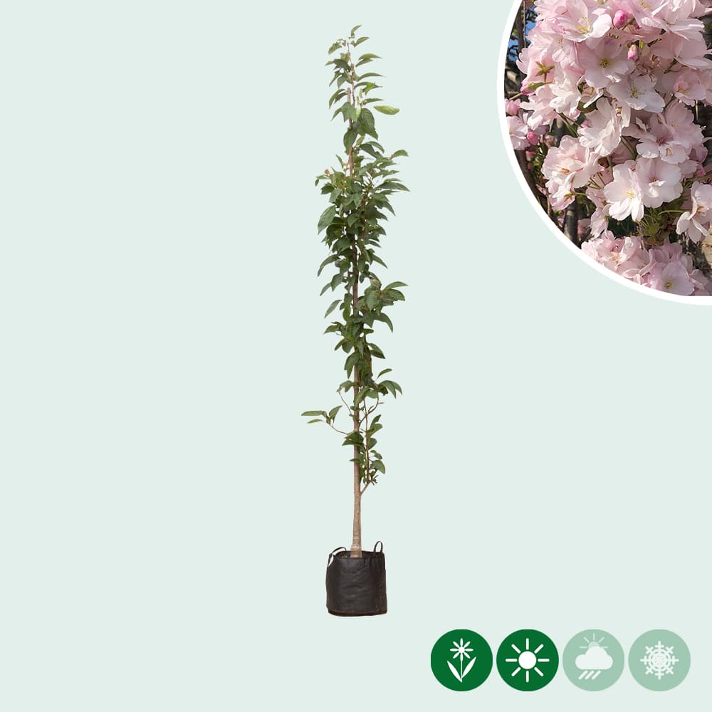 Japanische Säulenkirsche Amanogawa