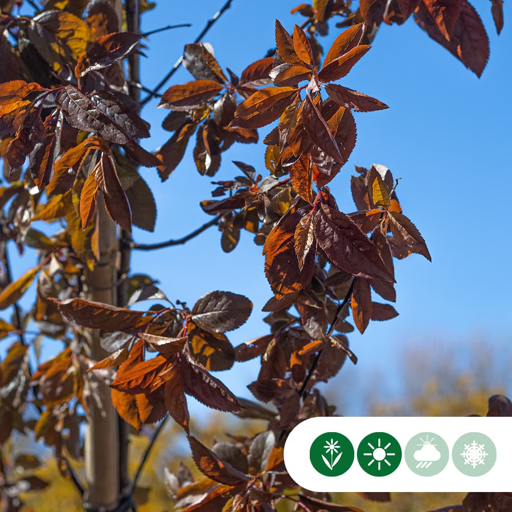 Blutpflaume Dachbaum in Kreuzform