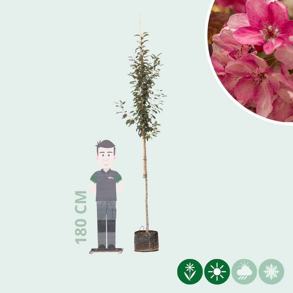 Rotblättriger Zierapfel