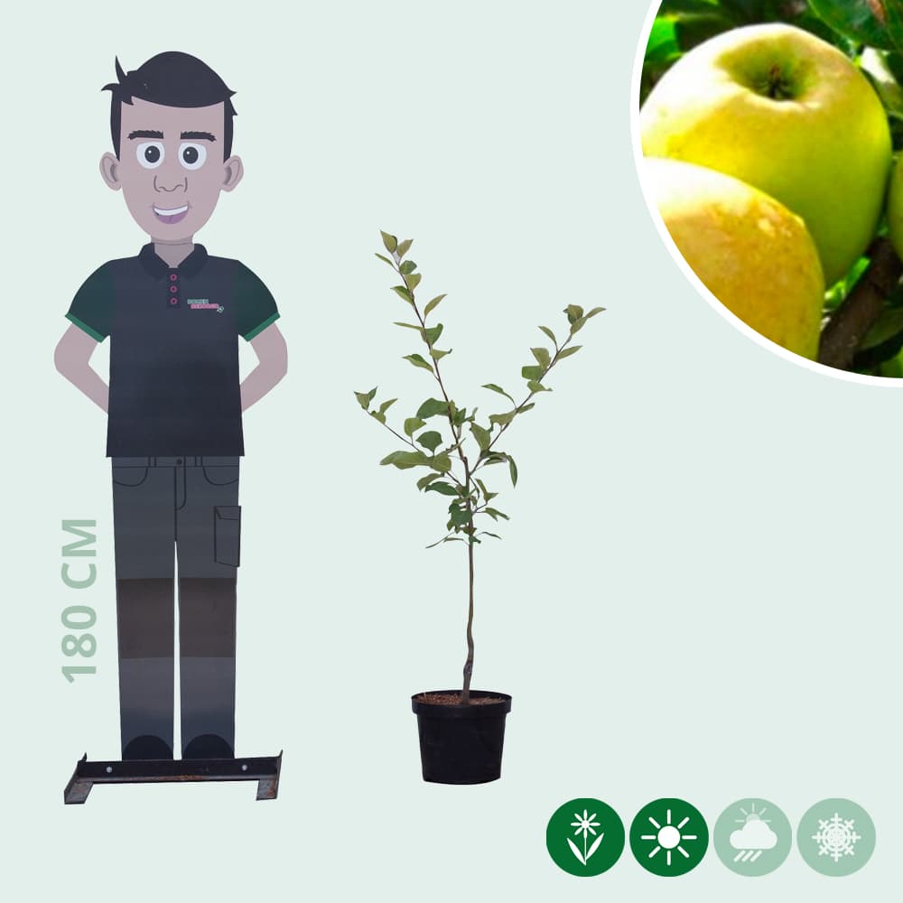 Malus d. 'Golden Delicious'