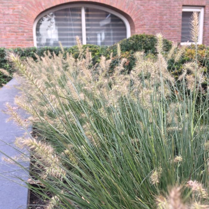 Lampenputzergras ‘Hameln’