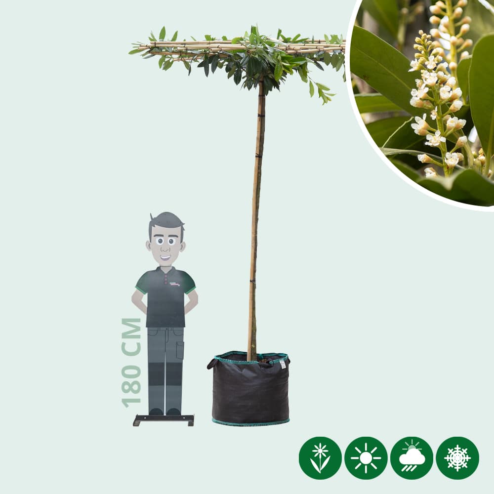 Kirschlorbeer quadratisches Dach