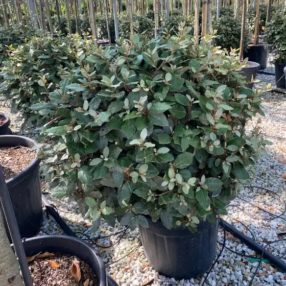 Niedrige Kugel-Ölweide