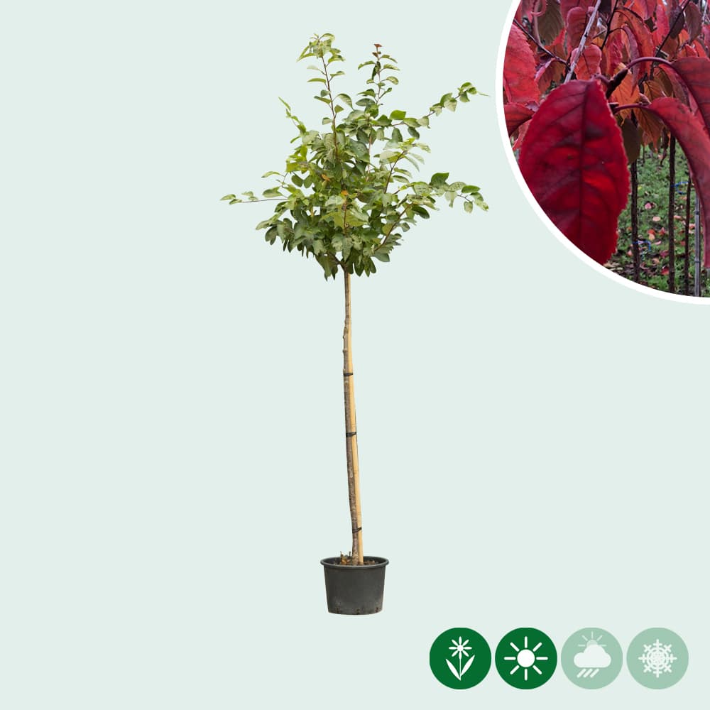 Japanische Blütenkirsche sargentii