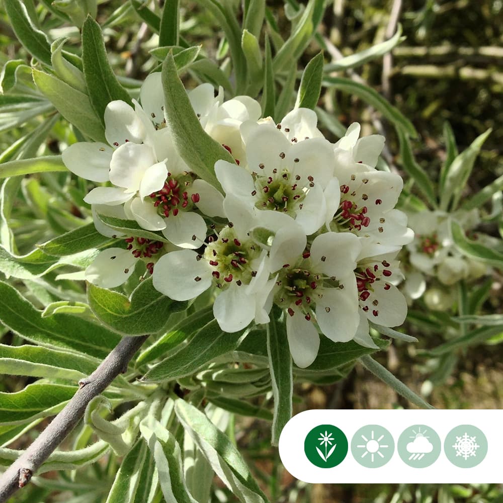 Weidenblättrige Hänge-Zierbirne