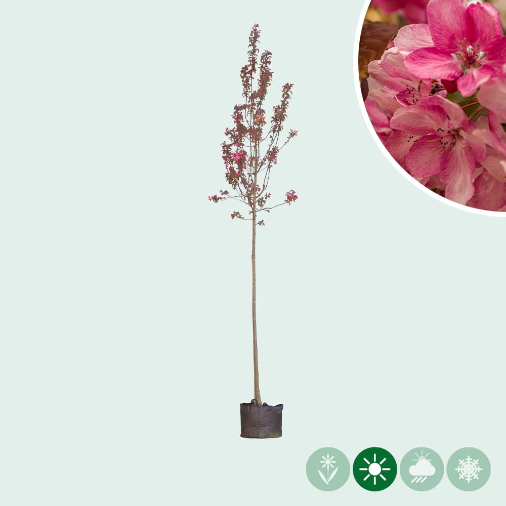 Rotblättriger Zierapfel