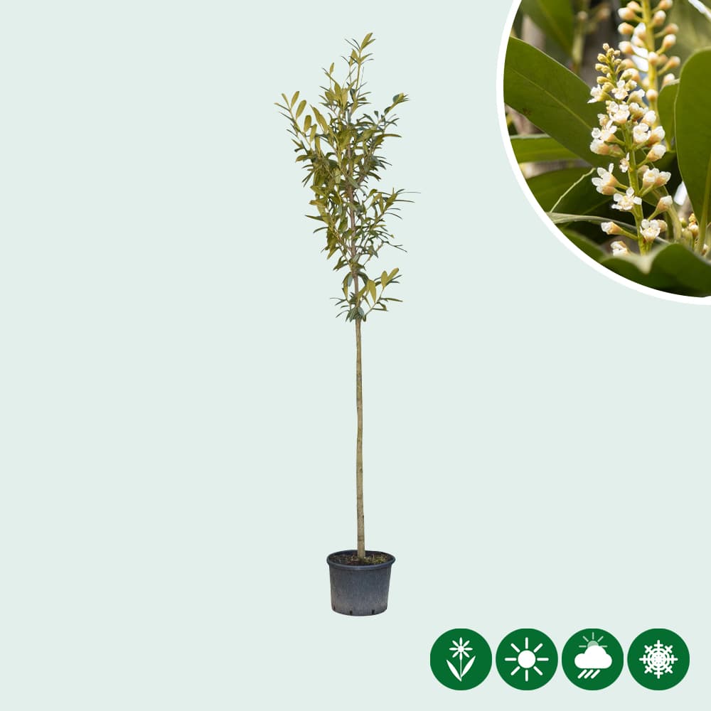 Kirschlorbeer Hochstamm