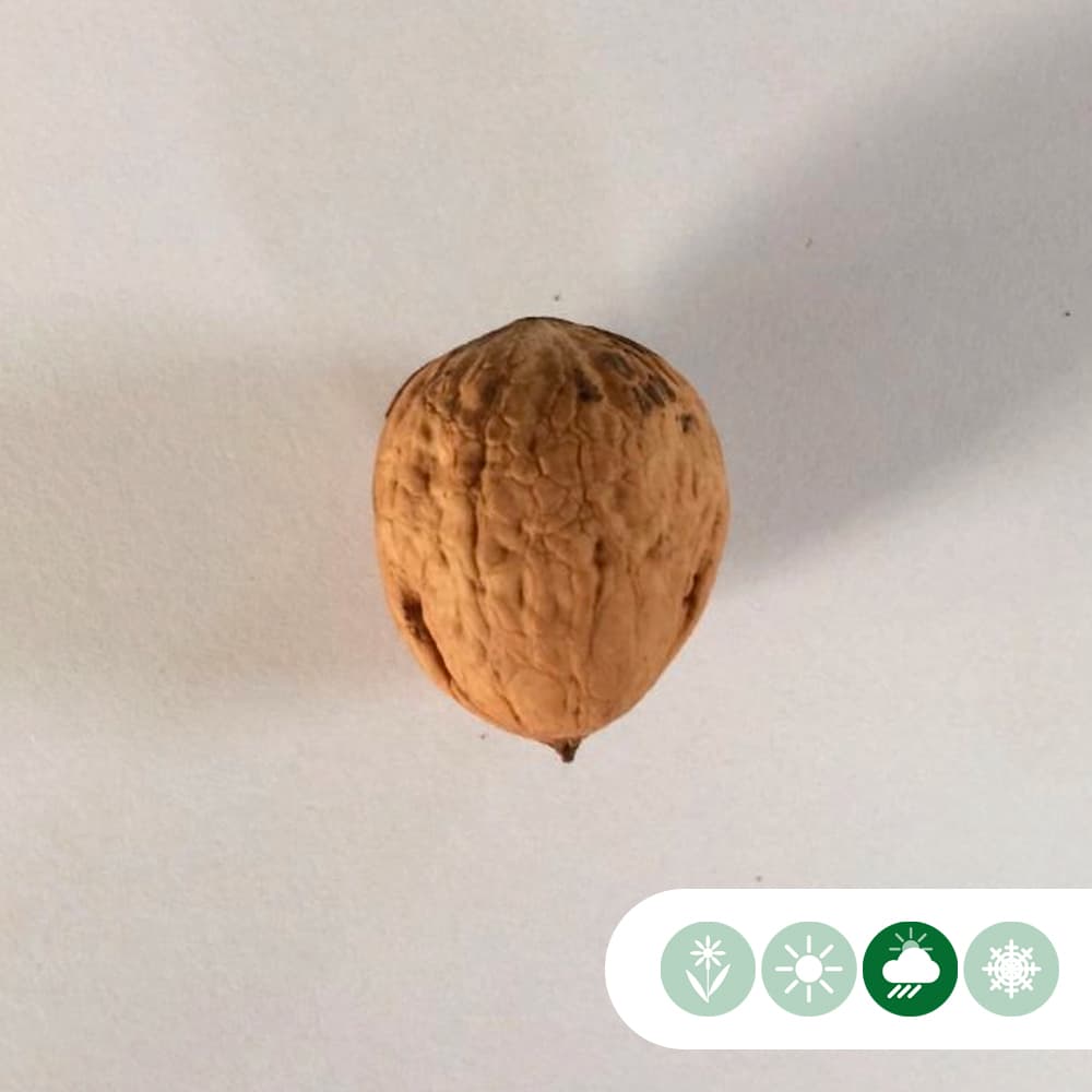 Rotblättriger Walnussbaum