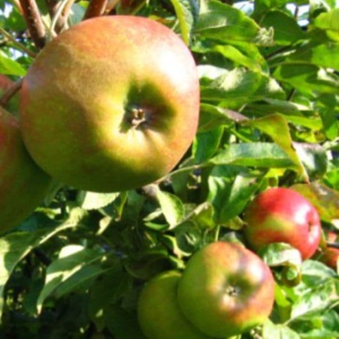 Malus Domestica Apfelbaum Elstar