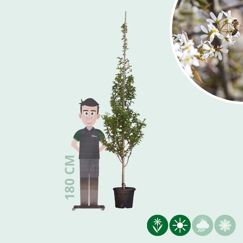 Säulen-Felsenbirne Spindelbusch