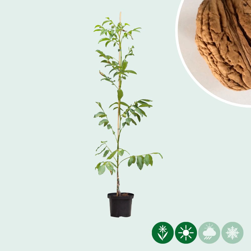 Walnussbaum Bella Maria