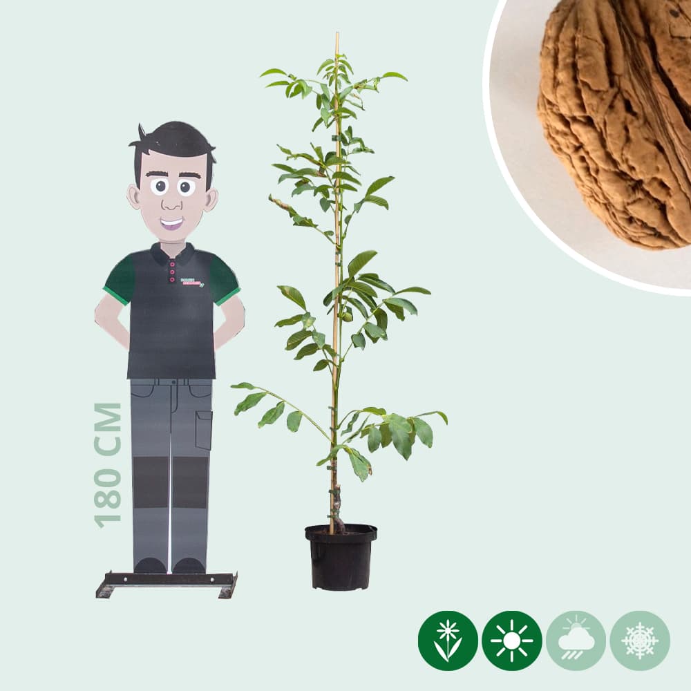 Walnussbaum Bella Maria