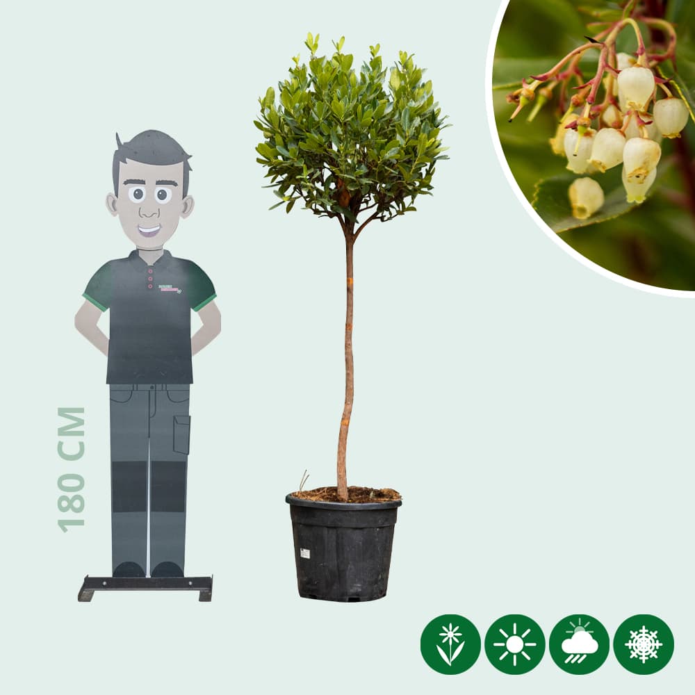 Erdbeerbaum Halbstamm