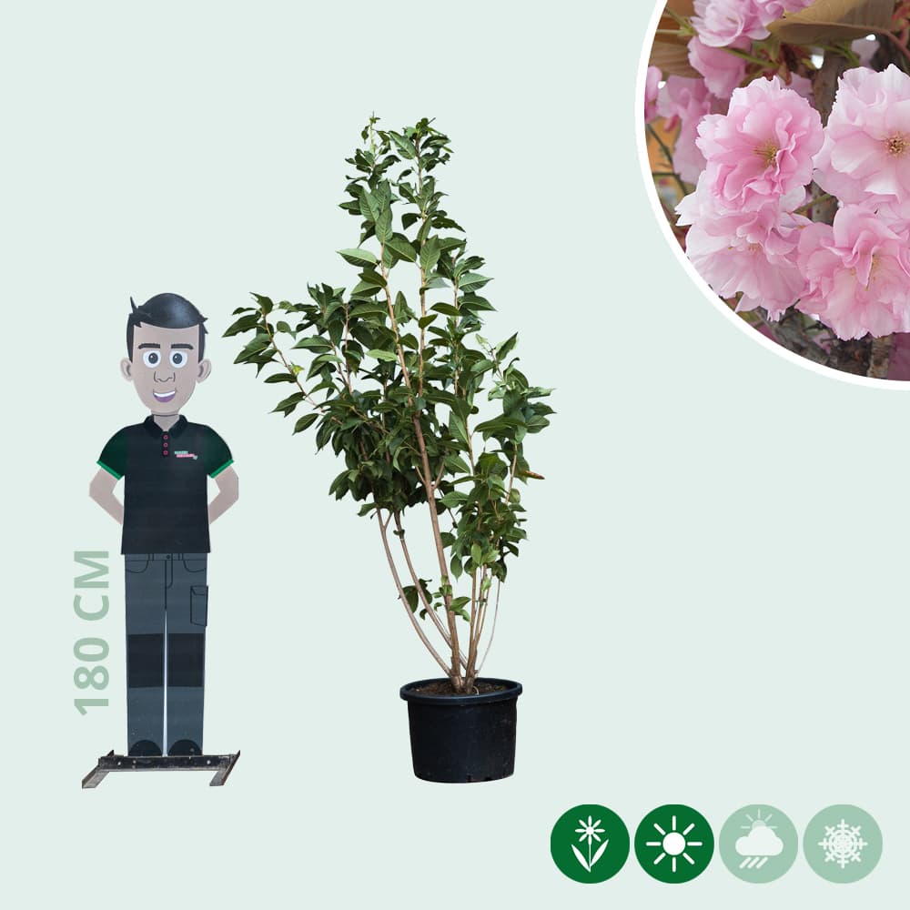 Japanische Zierkirsche 'Kanzan' mehrstämmig