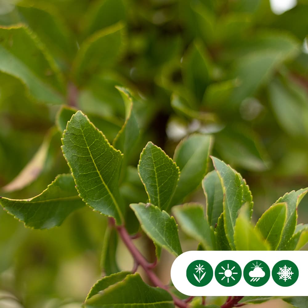 Erdbeerbaum Halbstamm