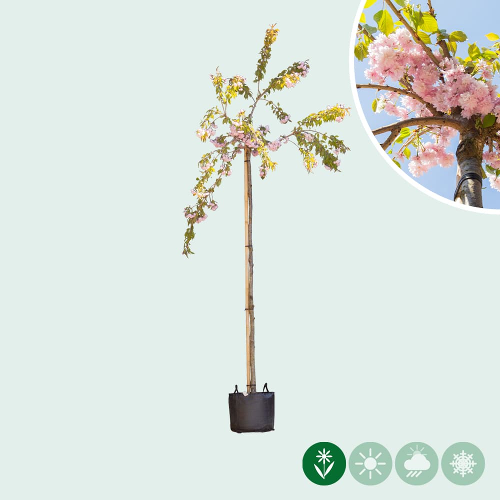 Japanische Hänge-Blütenkirsche