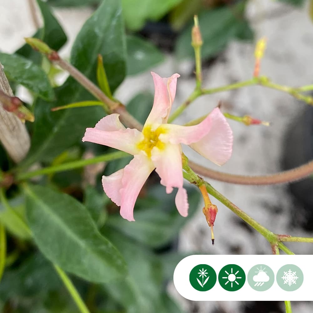 Rosa Sternjasmin 'Star of Sicily'
