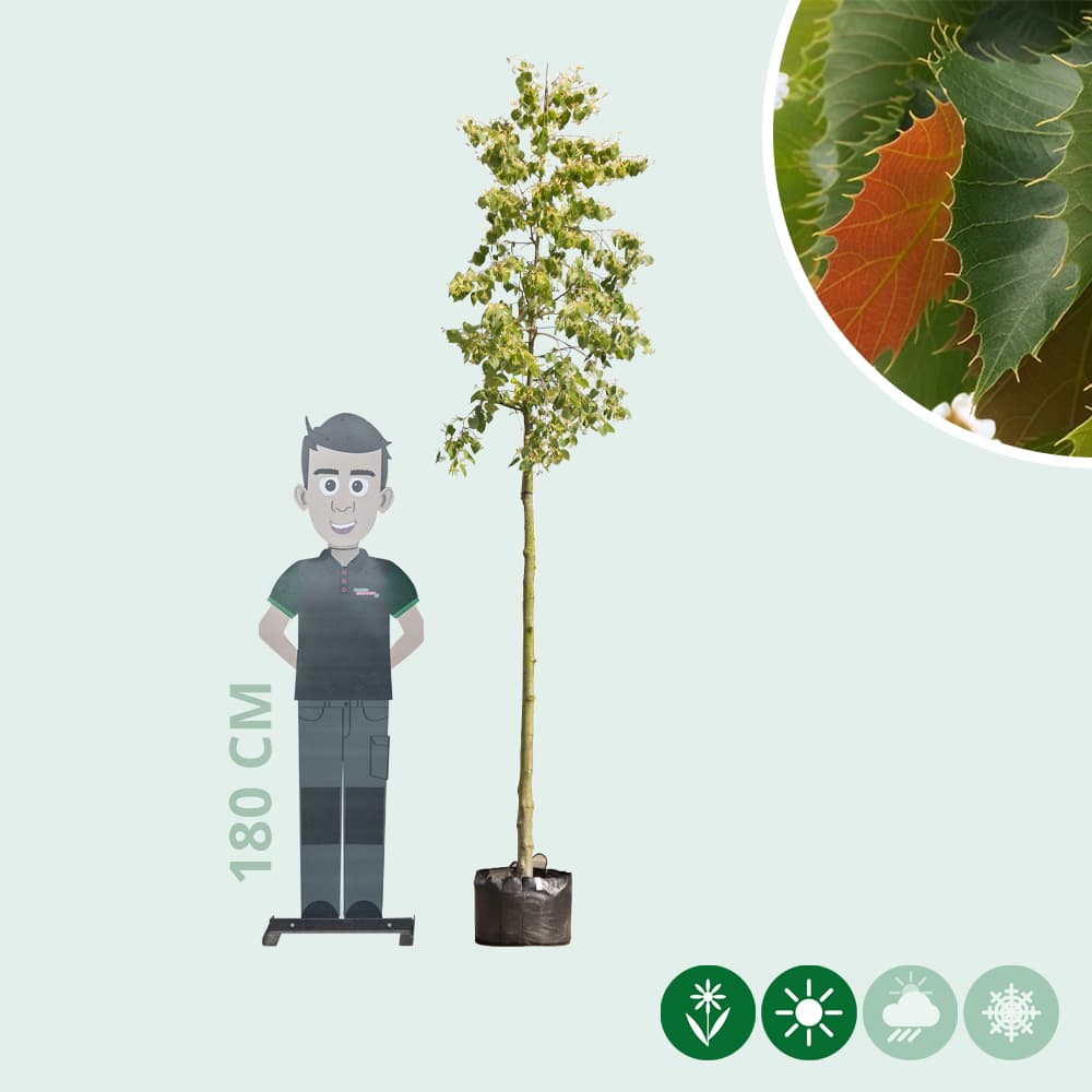 Linde Tilia henryana