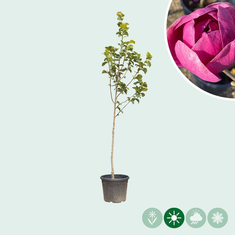 Magnolia 'Black tulip'