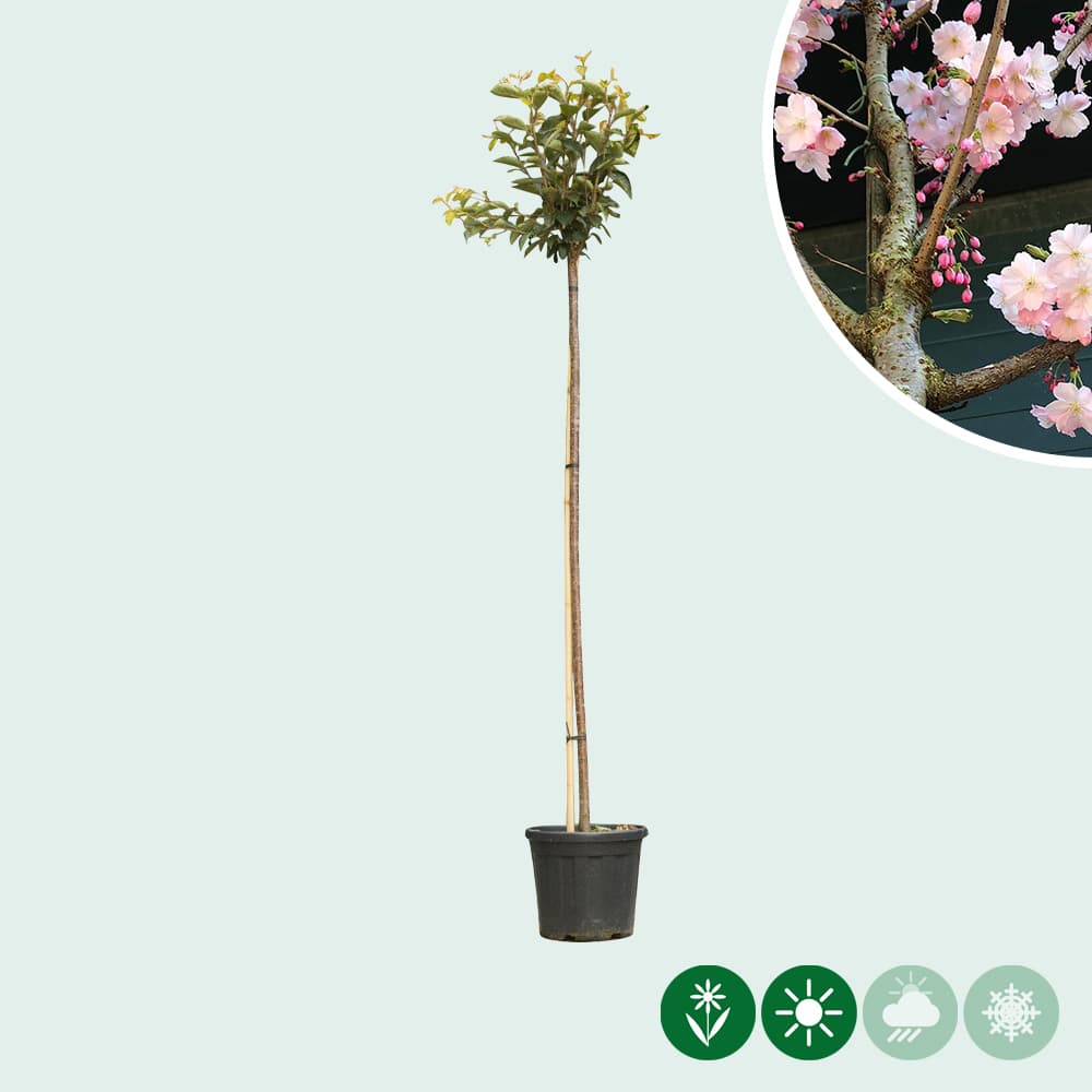 Japanische Blütenkirsche 'Accolade'