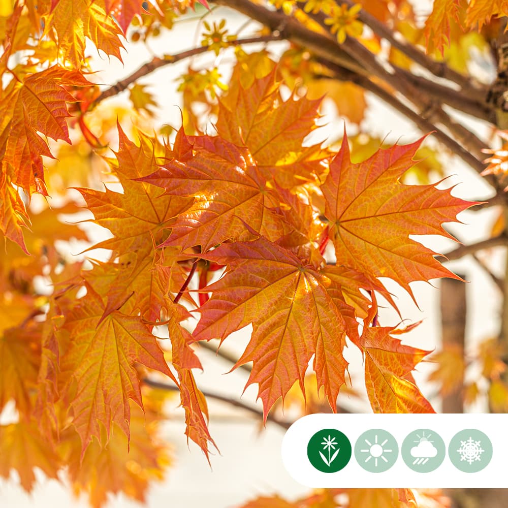 Acer platanoides Princeton Gold