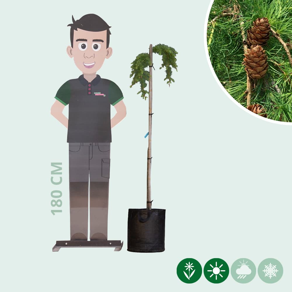 Japanische Hänge-Lärche