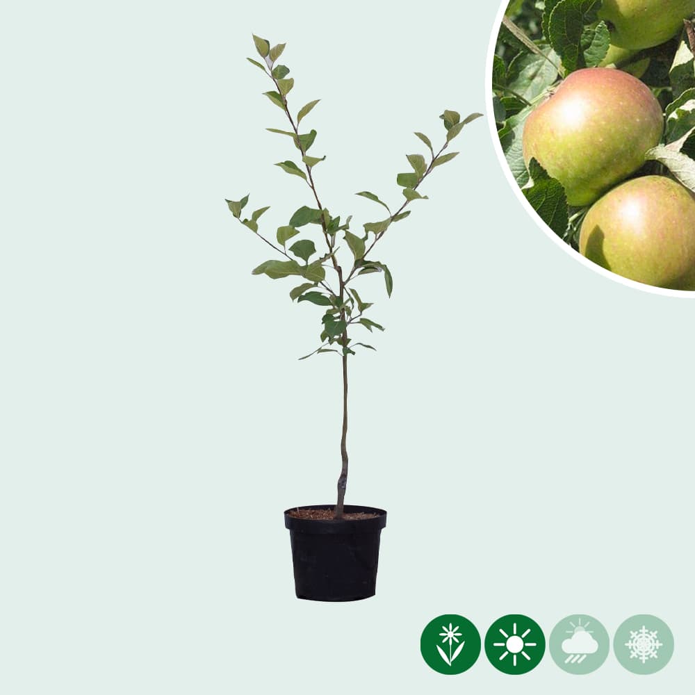 Malus d. 'James Grieve'